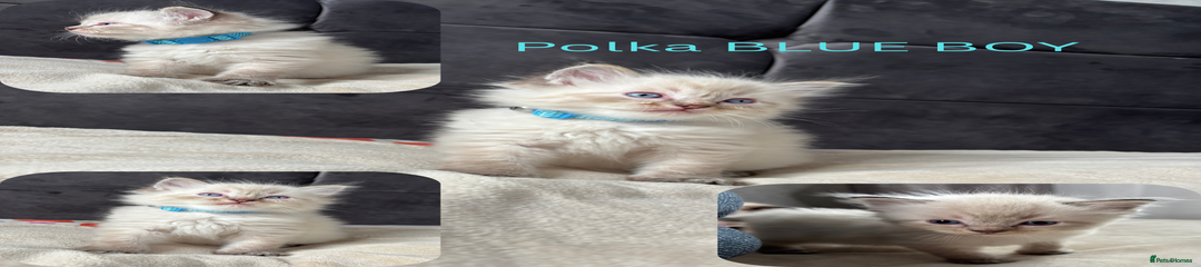 Polka blue boy