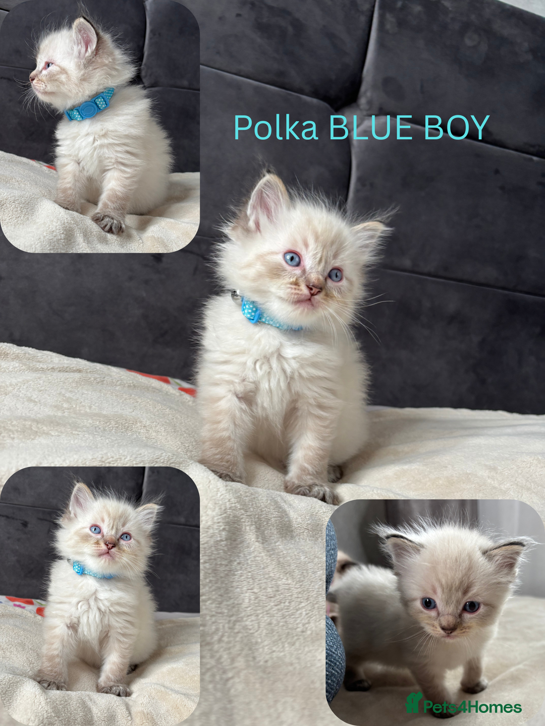 Ragdoll cats for sale: 6 beautiful PURE ragdolls - Image 12