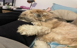 Lhasa Apso dogs for sale: Male Lhasa apso - Image 3