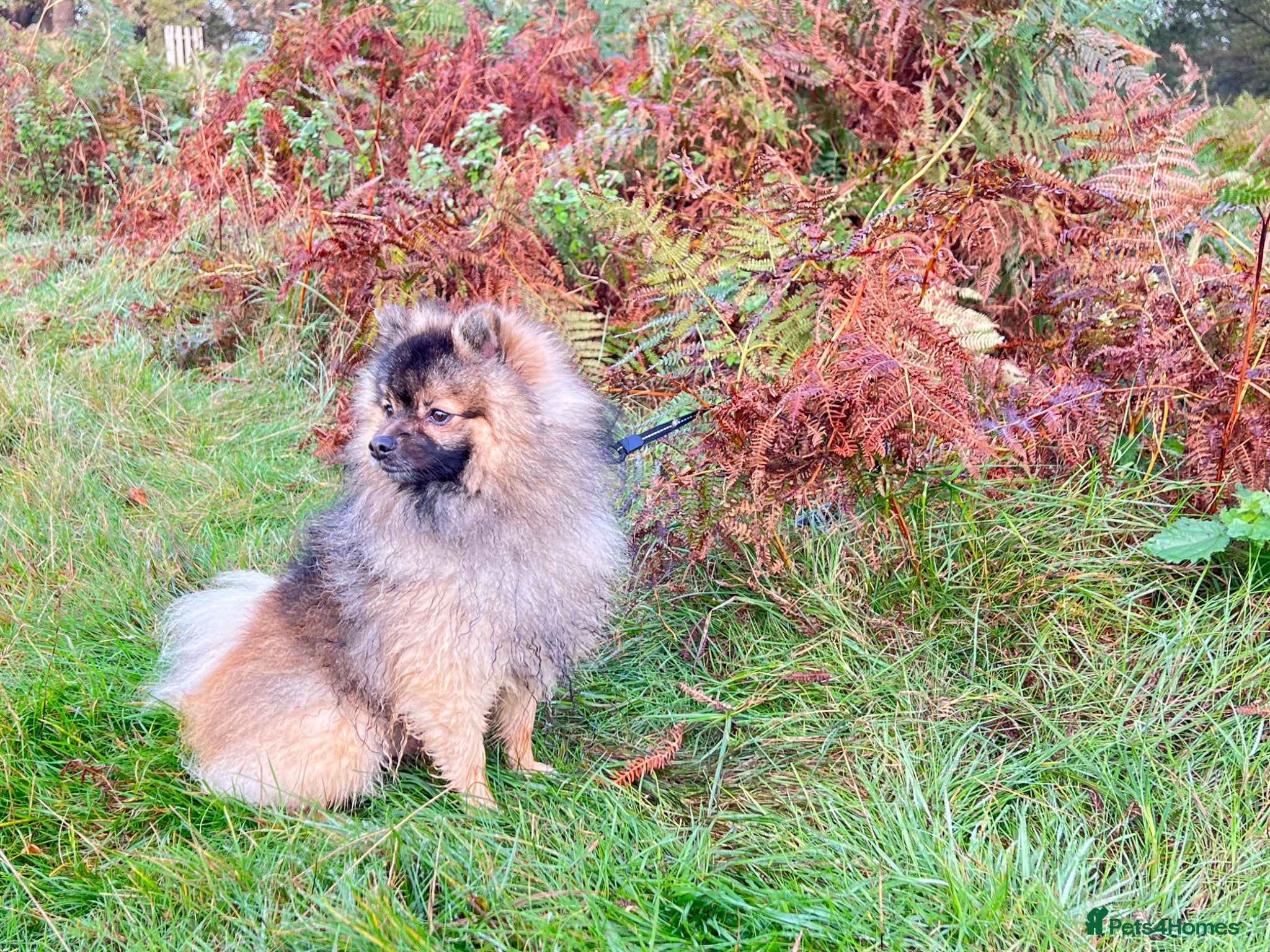 Pomeranian dogs Pomeranian puppies - Advert 2