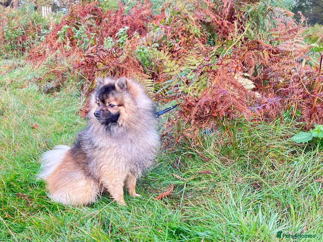 Pomeranian dogs for sale: Pomeranian puppies - Advert 2