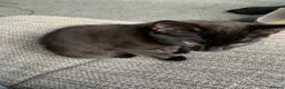 Mixed Breed cats for sale: Beautiful Boy - patiently waiting for forever home - Advert 10