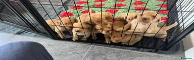 The Litter