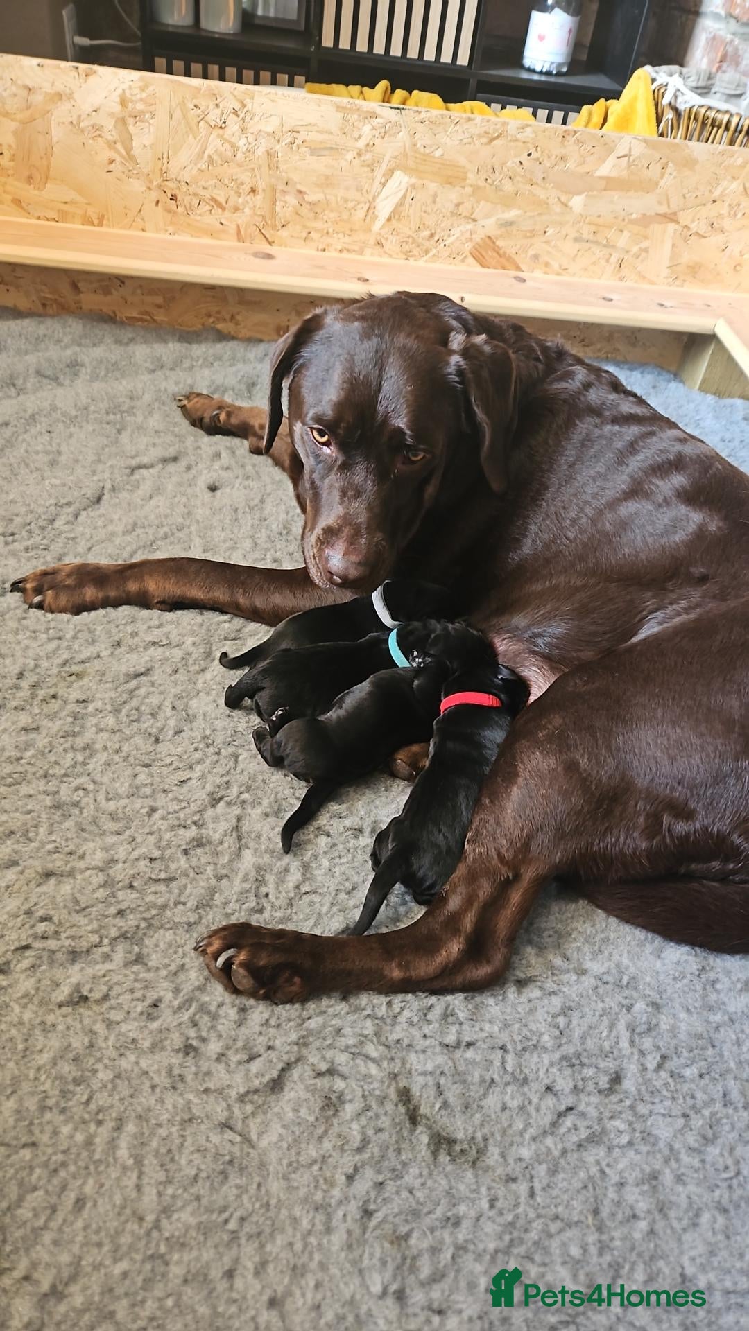 Labrador Retriever dogs Black labrador puppies for sale - Advert 2