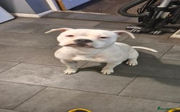 American Bulldog dogs for sale: American bulldog  - Image 7