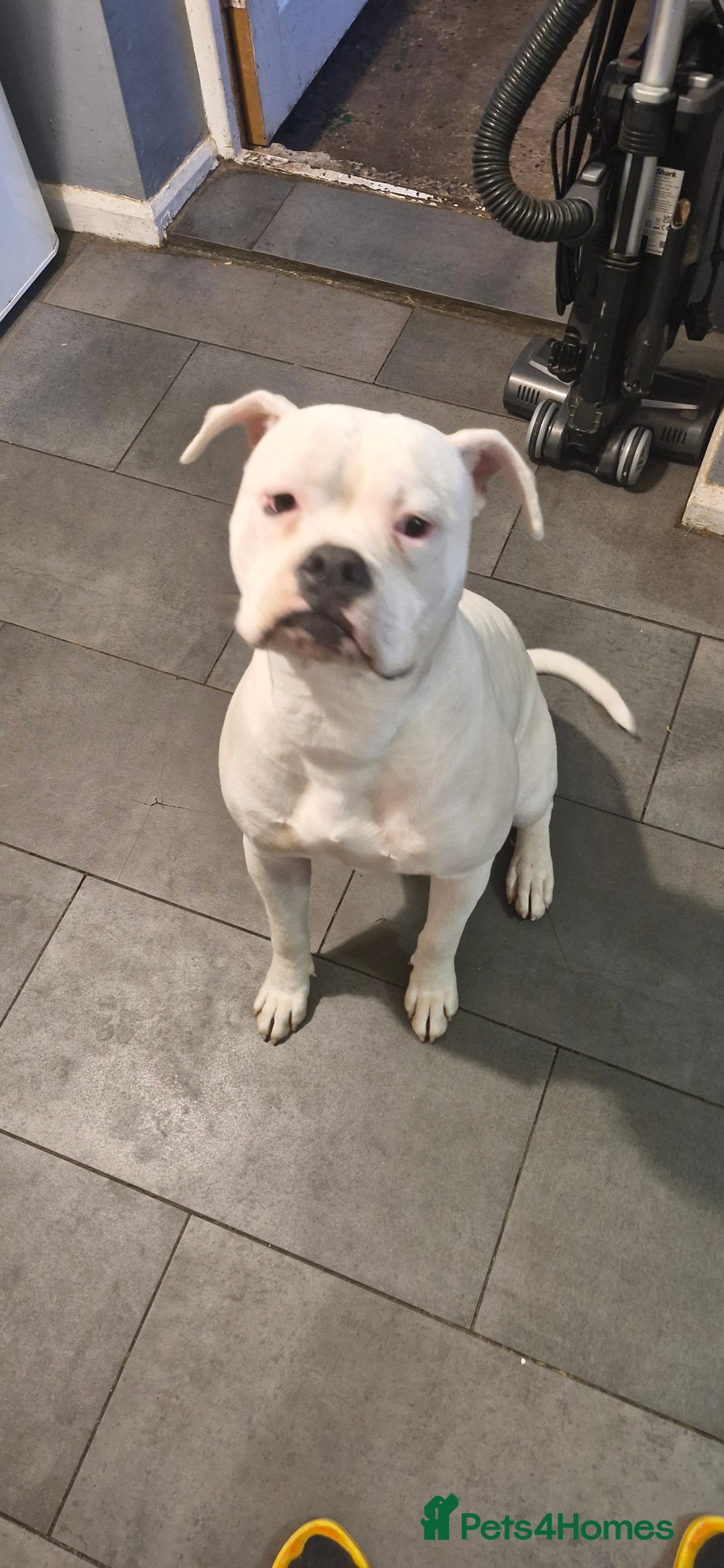American Bulldog dogs for sale: American bulldog  - Image 7