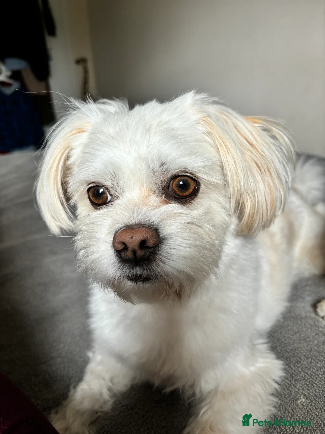 Maltese dogs for stud: Already proven Maltese for stud in Kelso - Advert 3