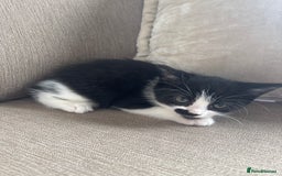 British Longhair cats for sale: Two black and white kittens for sale ,  - Image 3