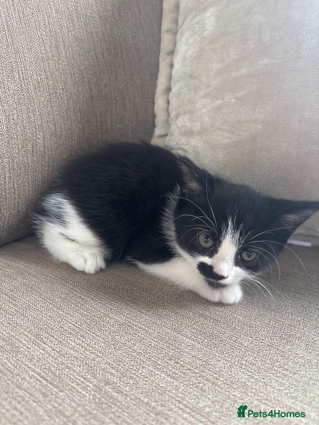 British Longhair cats for sale: Two black and white kittens for sale ,  - Image 3
