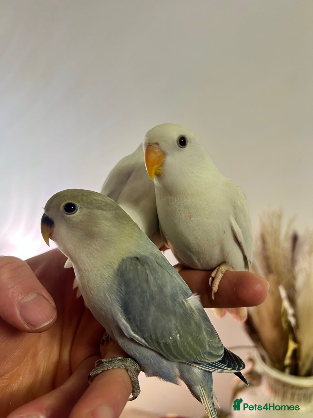 Lovebirds birds for sale: Baby lovebirds - Advert 1