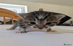 Mixed Breed cats for sale: Mixed Breed in Skipton - Image 10