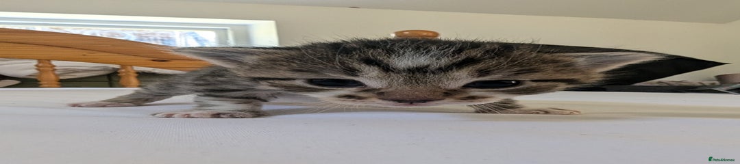 Mixed Breed Kitten 3