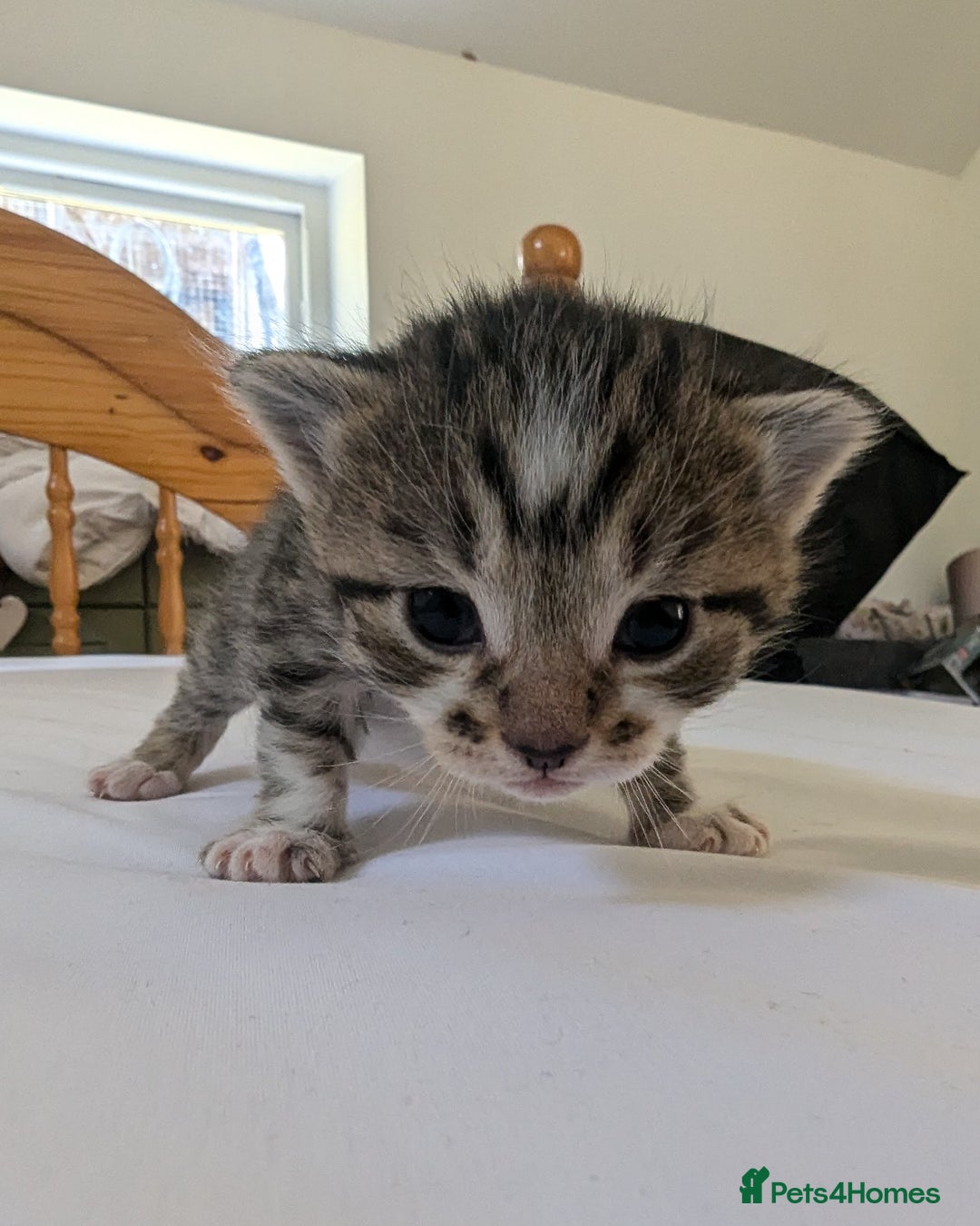 Mixed Breed cats for sale: Mixed Breed in Skipton - Image 10