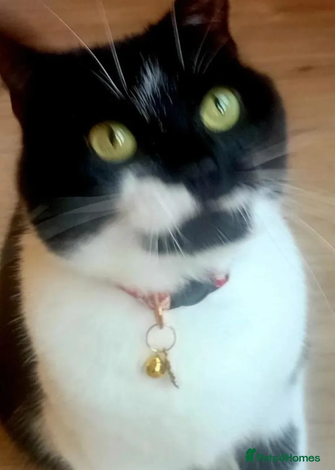 Mixed Breed cats for adoption: Meet Coco - Advert 1