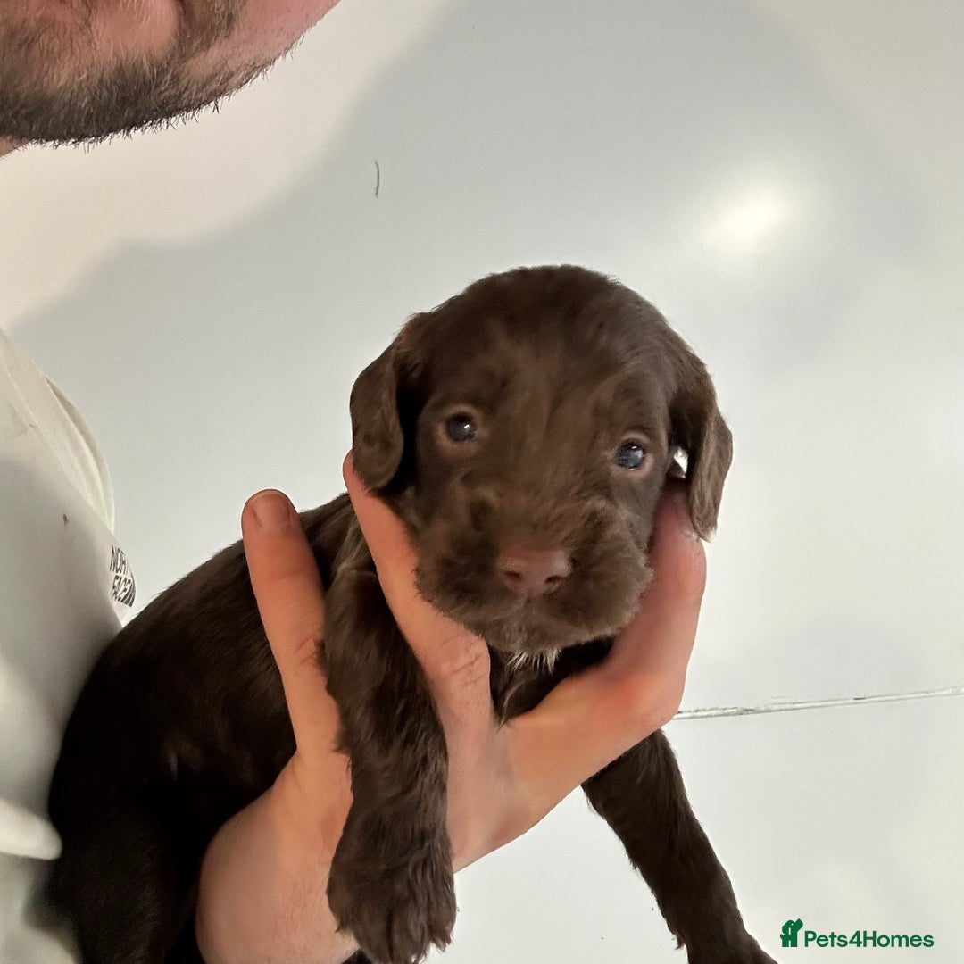 Cockapoo dogs for sale: 🌟 Stunning Cockapoo puppies 🌟  - Image 3