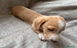 Miniature Dachshund dogs for sale: Shaded red miniature dachshund for sale - Image 10