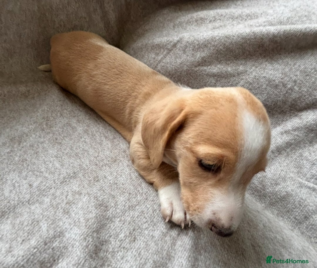 Miniature Dachshund dogs for sale: Shaded red miniature dachshund for sale - Image 10