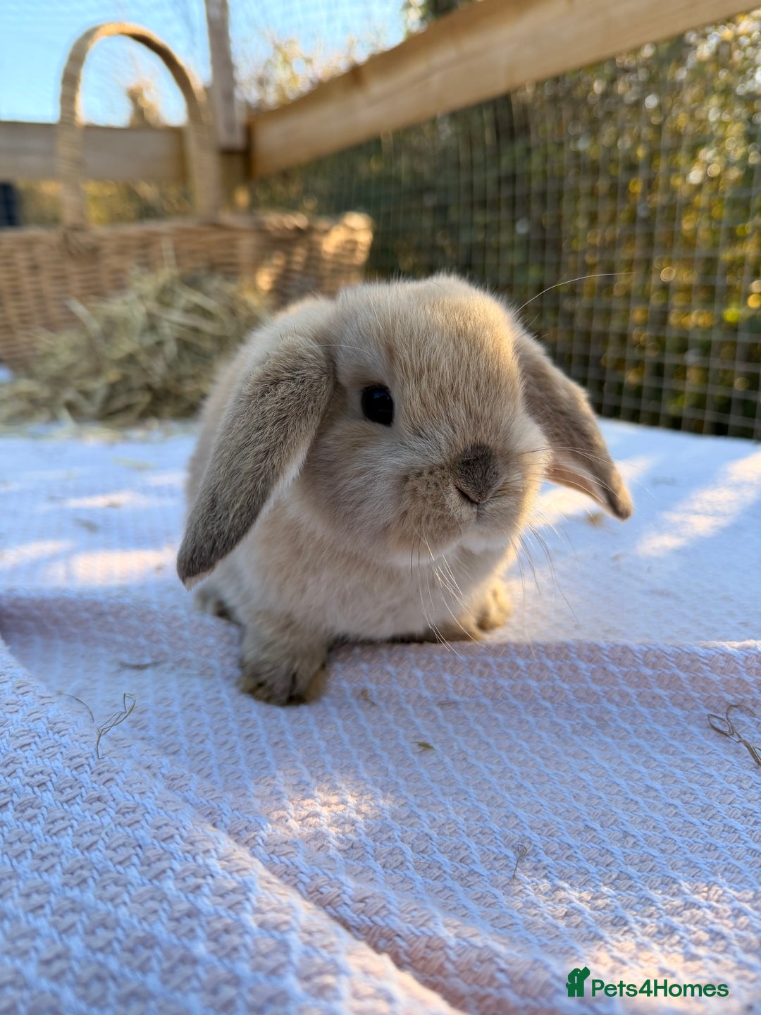 Mini Lop rabbits for sale: Mini Lop bunnies  - Advert 16