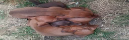 Miniature Dachshund dogs for sale: Miniature dachshund puppies  in Louth - Advert 5