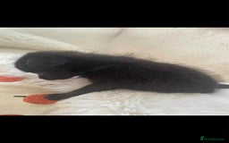 Pomchi dogs for sale: Beautiful pomchi for sale 🥹 - Image 2