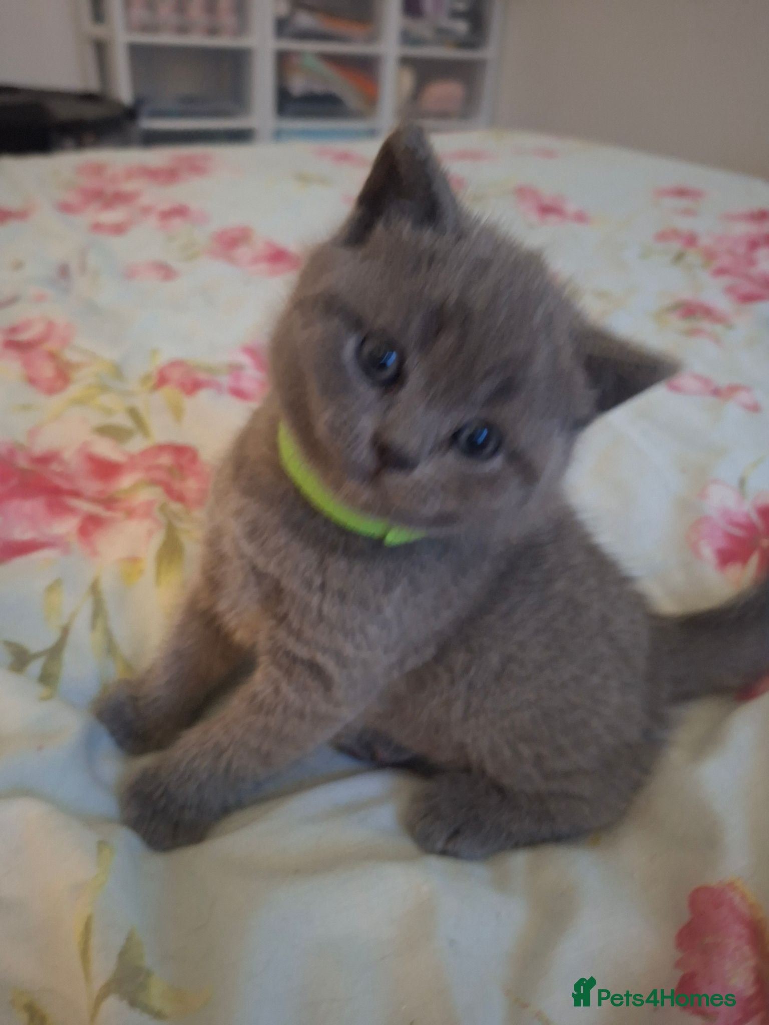 British Shorthair cats 🩷 Outstanding Quality Chunky GCCF Pedigree BSH 💙 - Advert 1