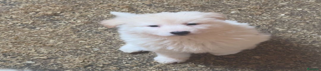 German Shepherd Puppy 4