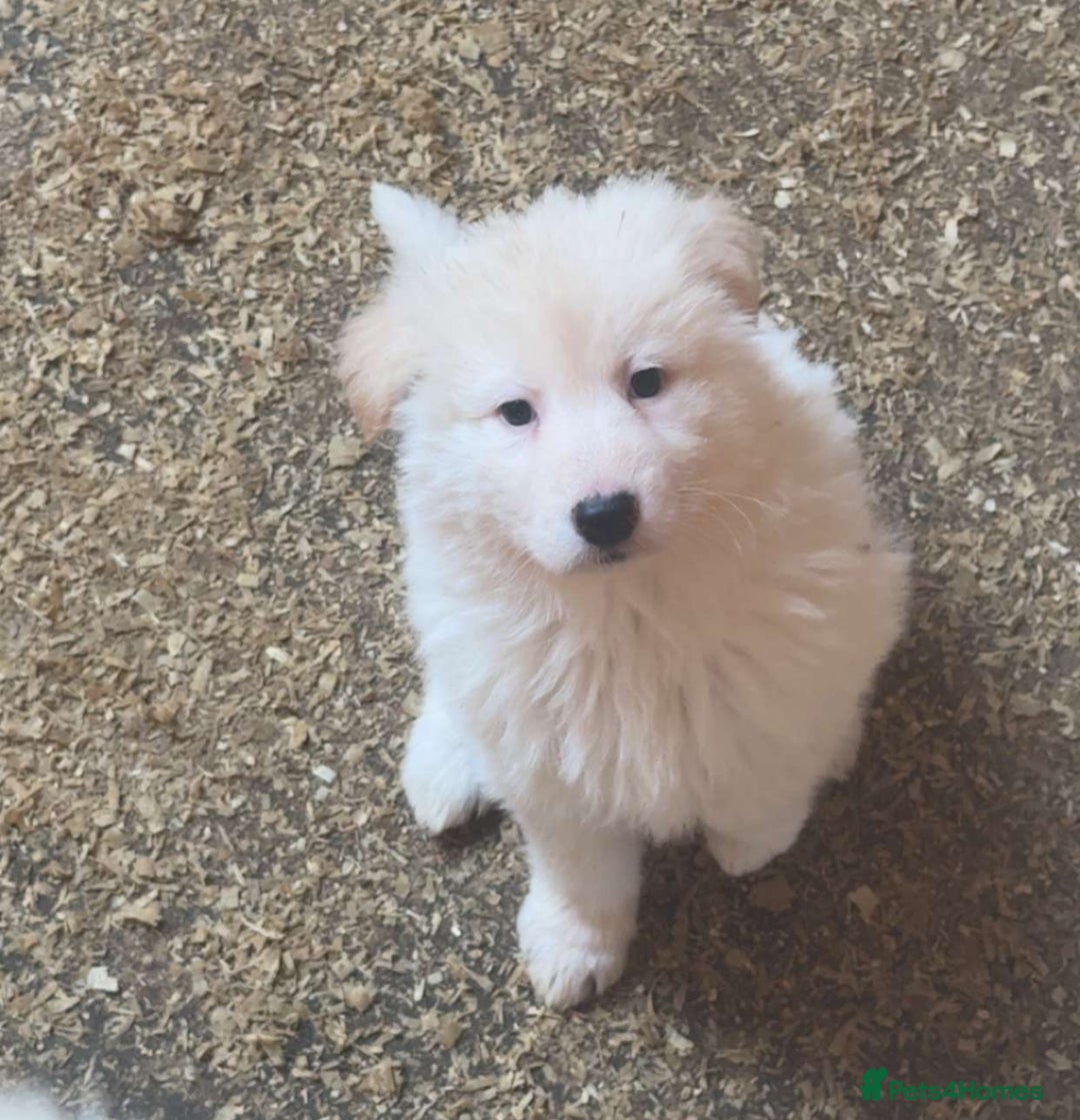 German Shepherd dogs for sale: German Shepherd puppies  - Advert 13