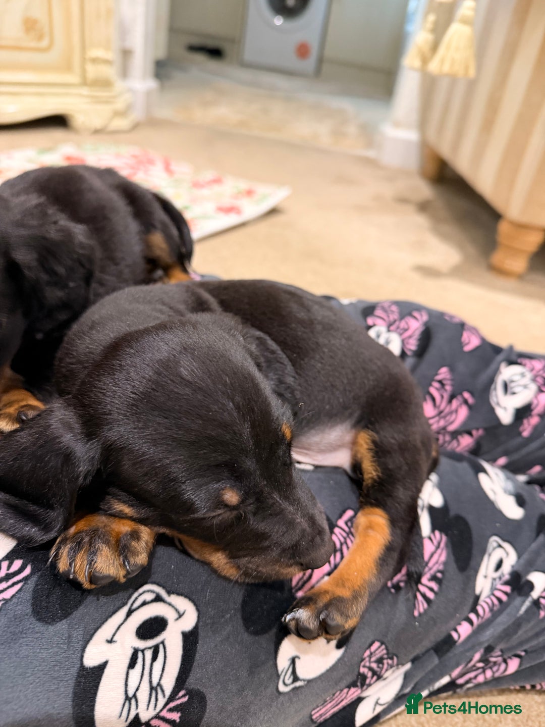 Mixed Breed dogs for sale: Docker puppies for sale  - Advert 19