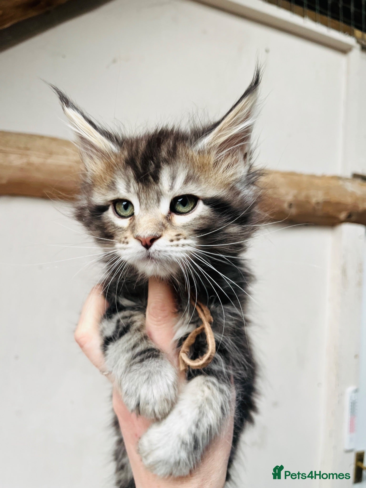 Maine Coon cats Stunning pedigree Maine coon kittens TICA  - Advert 1