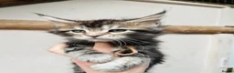 Maine Coon cats for sale: Stunning pedigree Maine coon kittens TICA  - Advert 1