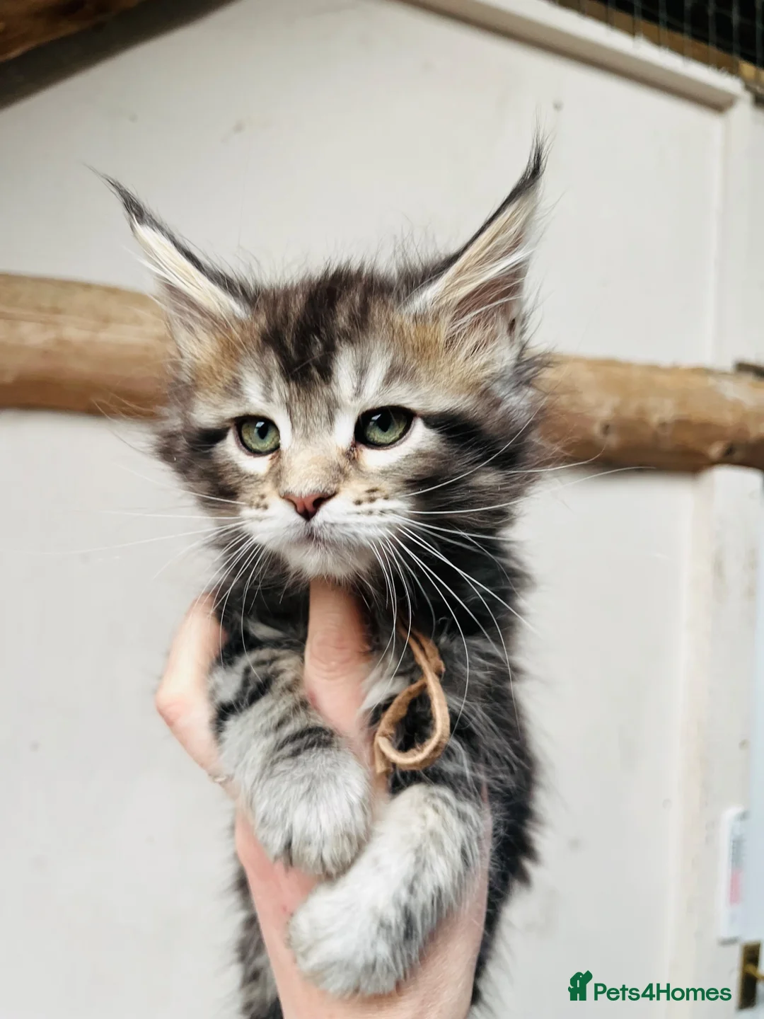 Maine Coon cats for sale: Stunning pedigree Maine coon kittens TICA  - Advert 1