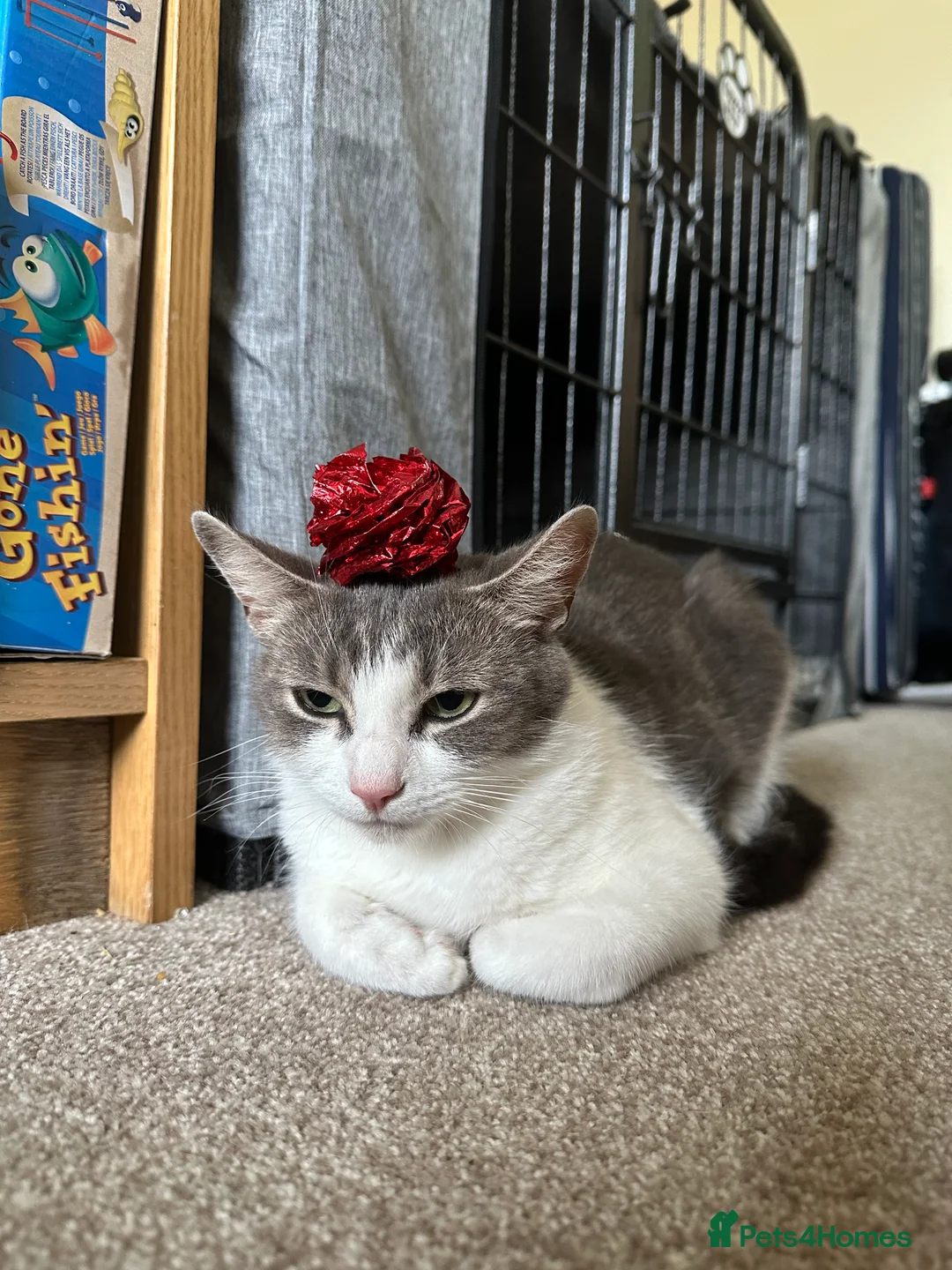 Mixed Breed cats for sale: Reserved  - Advert 10