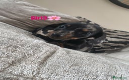 Miniature Dachshund dogs for sale: 🐾Adorable miniature dachshunds 🐾 - Image 14