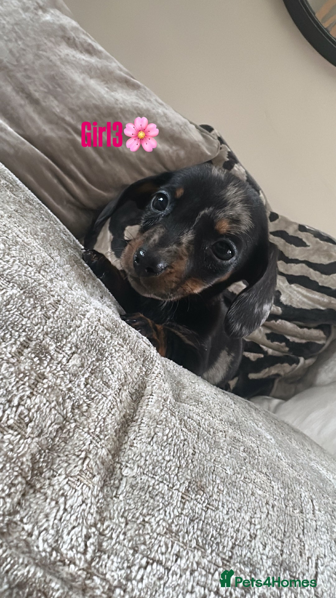 Miniature Dachshund dogs for sale: 🐾Adorable miniature dachshunds 🐾 - Image 14