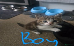 Mixed Breed cats for sale: 5 kittens needing loving homes  - Image 3