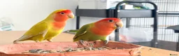 Lovebirds birds for sale: Beautiful, Hand-Raised Baby Lovebirds Ready Soon🦜 - Advert 4
