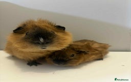 Guinea Pig rodents for sale: 2x male Guniea pig  - Advert 2