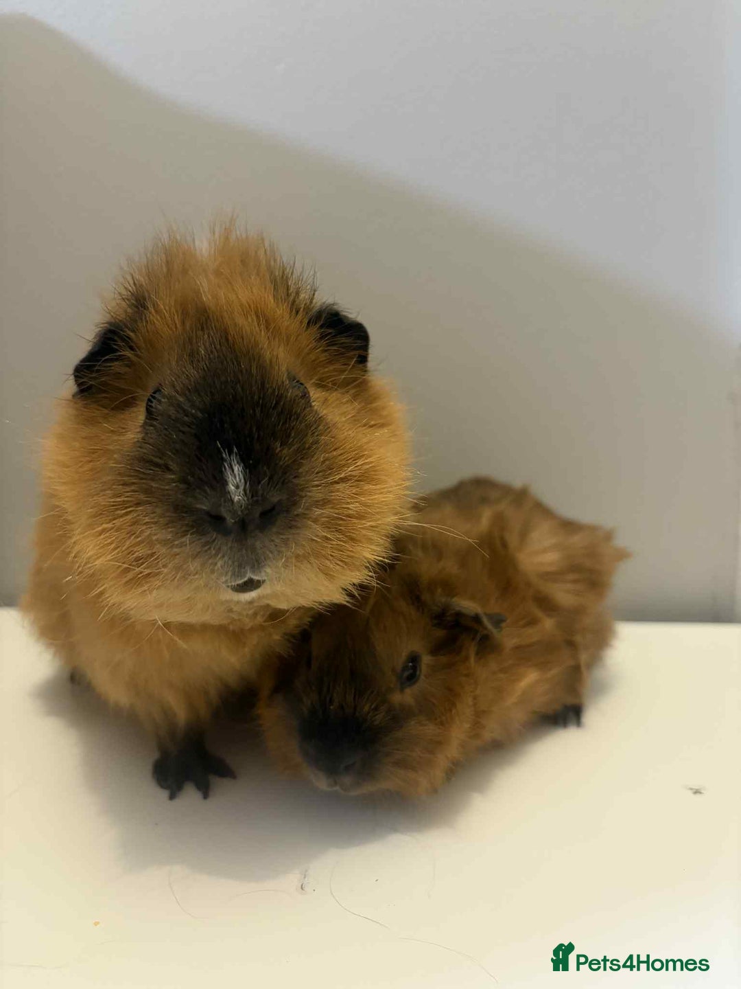 Guinea Pig rodents for sale: 2x male Guniea pig  - Advert 2