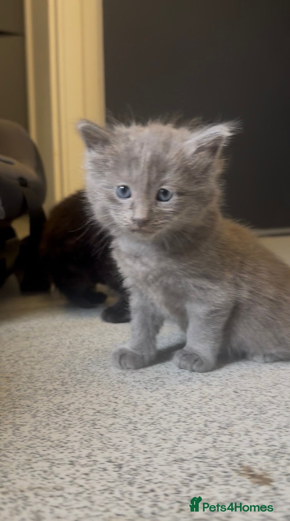 British Shorthair cats BSH cross kittens  - Advert 1