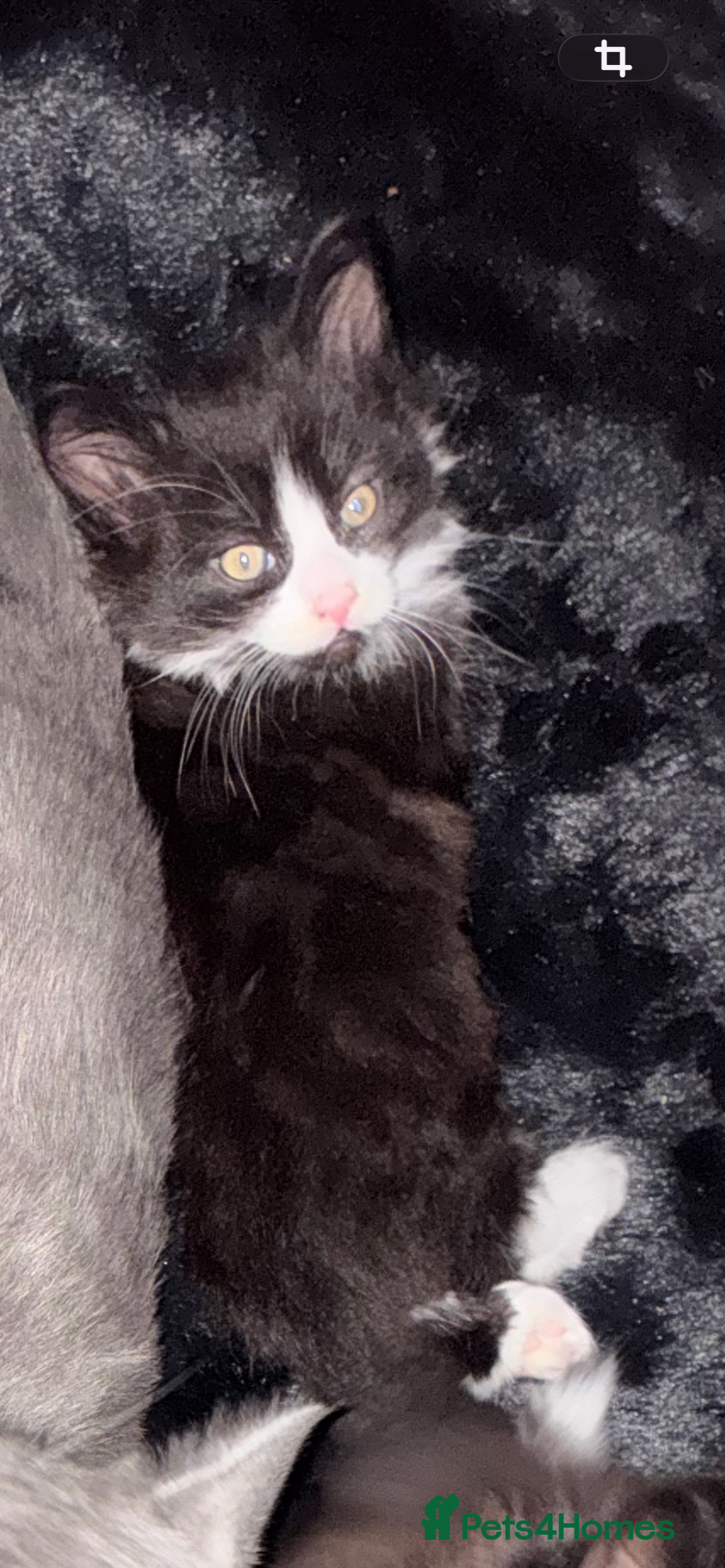 Maine Coon cats for sale: 3/4 maincoon kittens  - Advert 3