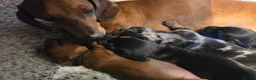 Miniature Dachshund dogs for sale: MINIATURE DACHSHUNDS TO FIND THEIR FOREVER HOME 🏡 - Advert 30