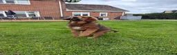 Tibetan Mastiff dogs for sale: Tibetan mastiff  - Advert 3