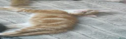 Mixed Breed cats for sale: Beautiful soft loving kitten  - Advert 8