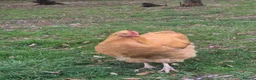Chickens poultry for sale: Buff Orpington Cockerel - Advert 4
