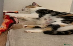 Mixed Breed cats for sale: Stunning unique kittens  - Image 5