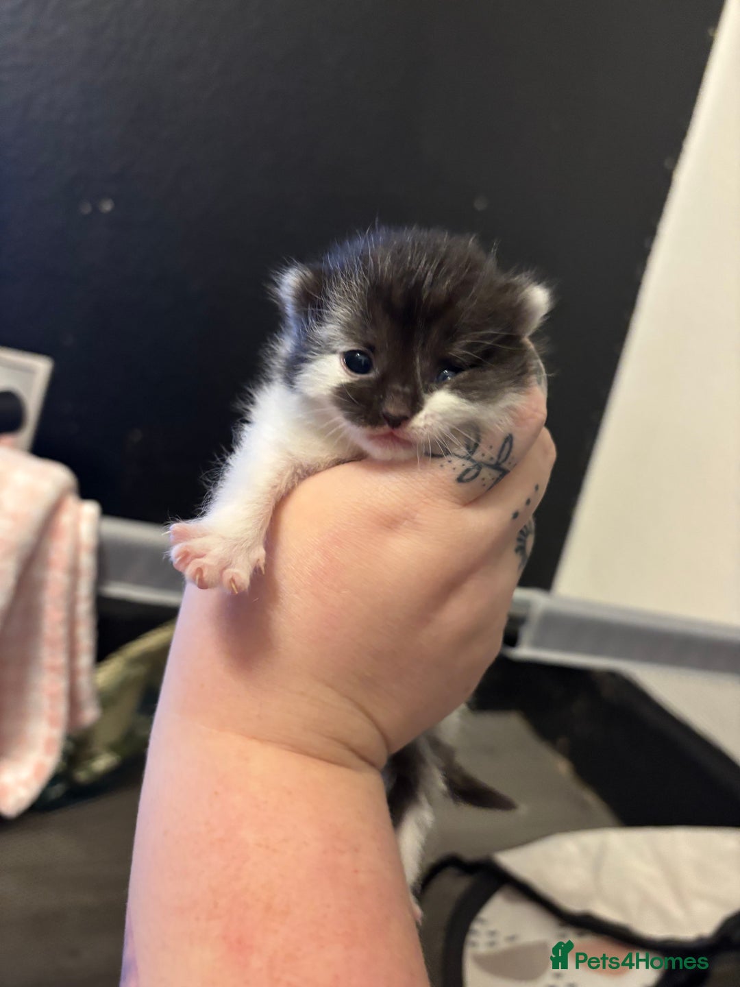 Mixed Breed cats for sale: Kittens for sale and ready for new homes - Advert 6