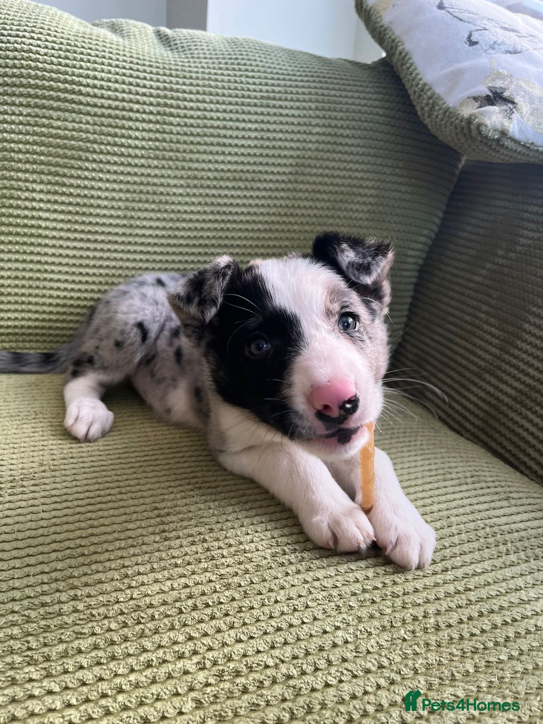 Border Collie dogs for sale: Working bloodline Blue merle pup - Advert 8