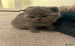 British Shorthair cats for sale: Meet the GCCF British Shorthair - Cuties - Image 8