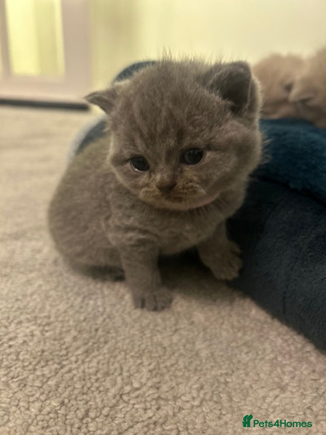 British Shorthair cats for sale: Meet the GCCF British Shorthair - Cuties - Image 8