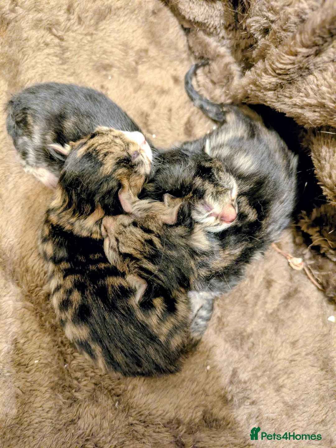 Mixed Breed cats for sale: Beautiful kittens. 1 Reserved. Two male available in Basingstoke - Advert 10